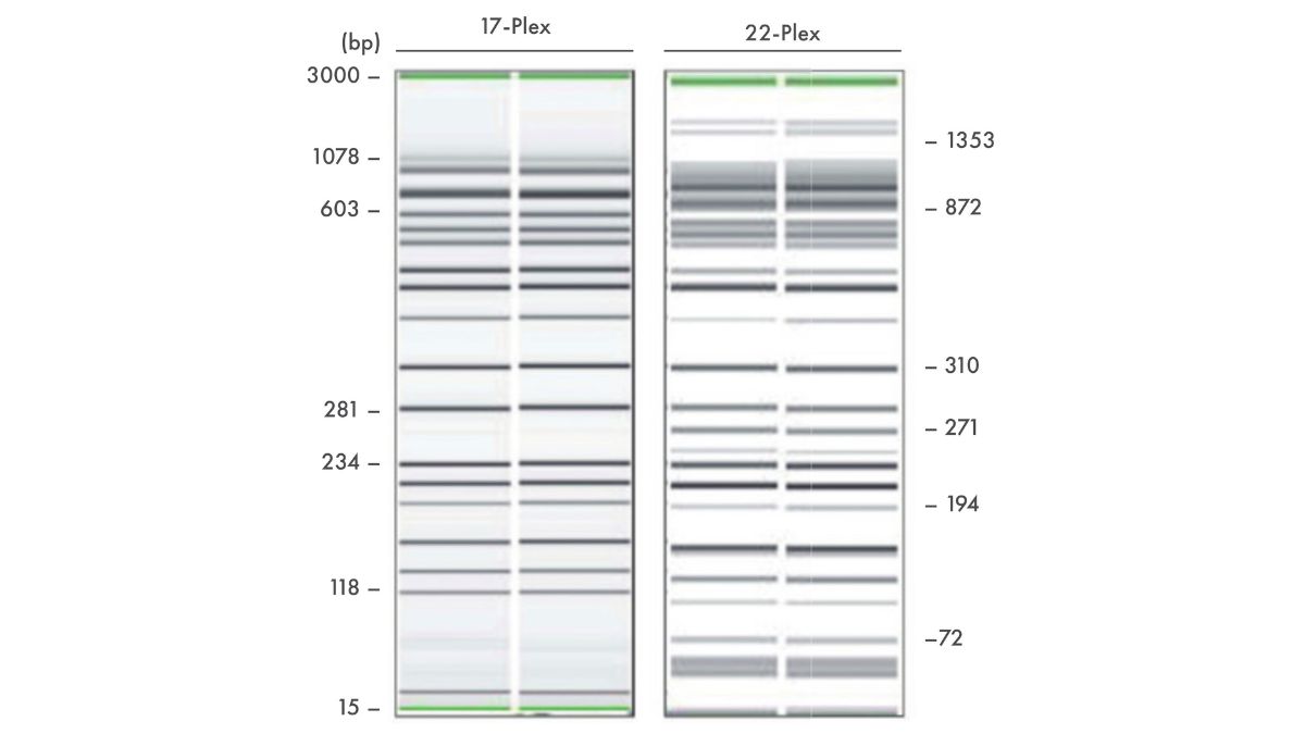 Multiplex PCR reactions were performed with the UCP Multiplex PCR Kit. More than 20 targets were reliably amplified and distinguished on the QIAxcel electrophoretic system.
