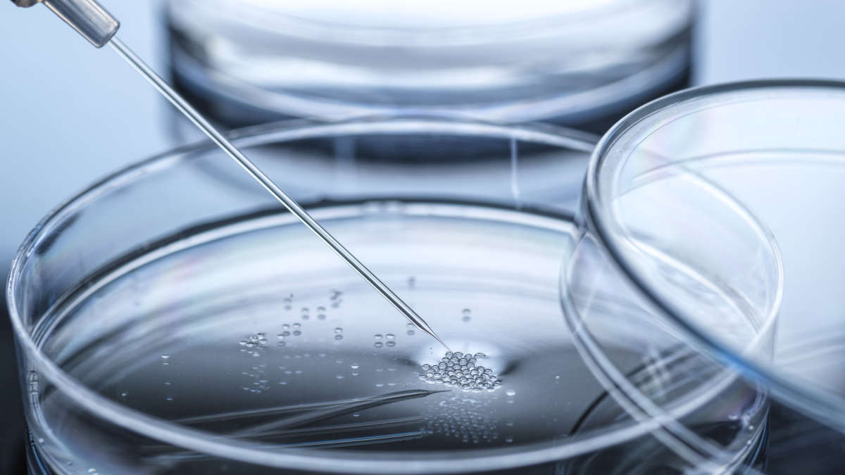 group of dividing cells