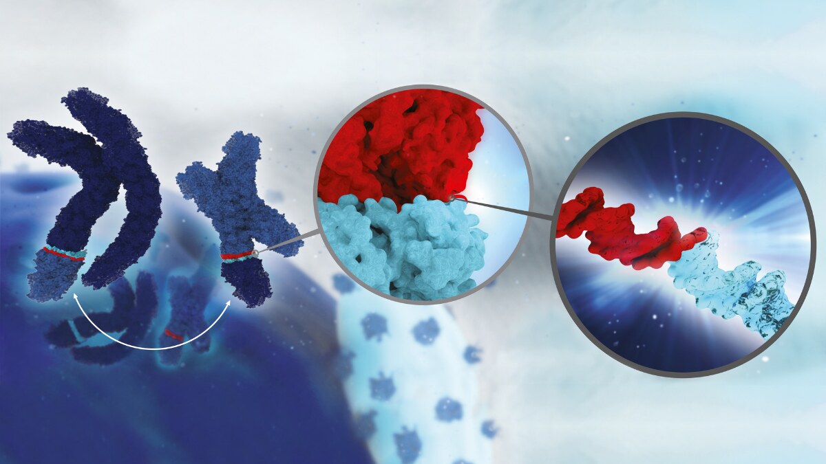 3D Illustration of Chromosomal Translocation, Fusion Gene Explanation, 05/2017, (Illustration, 3D Illustration, Life science)