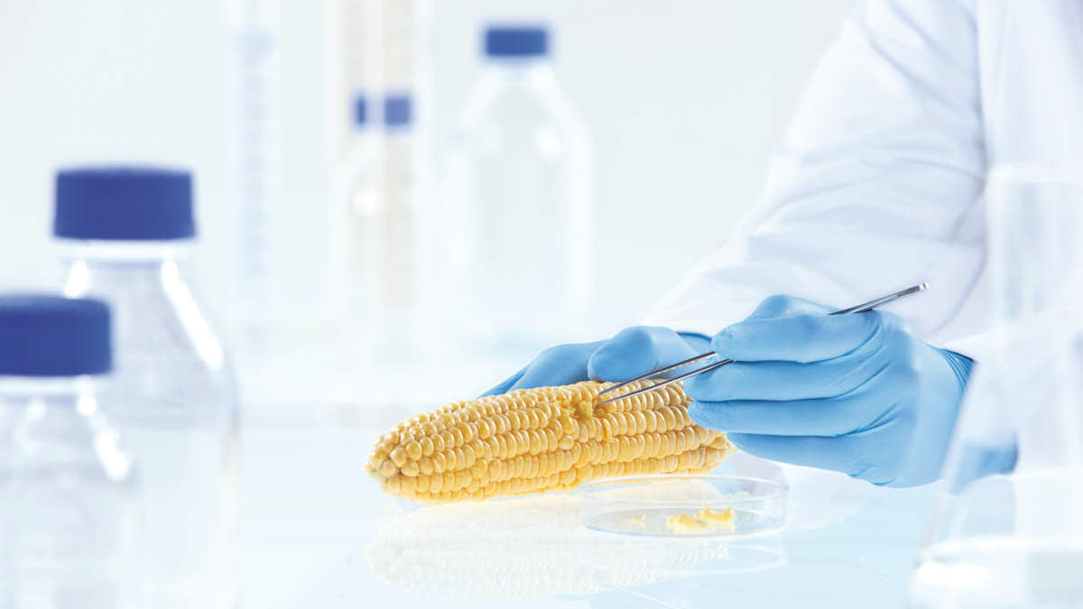 mericon GMO Detection and Quant GMO kits, mericon Ingredient Authentication kits, DNeasy mericon Food kitApplied testing, food, safety testing, collecting samples from corn