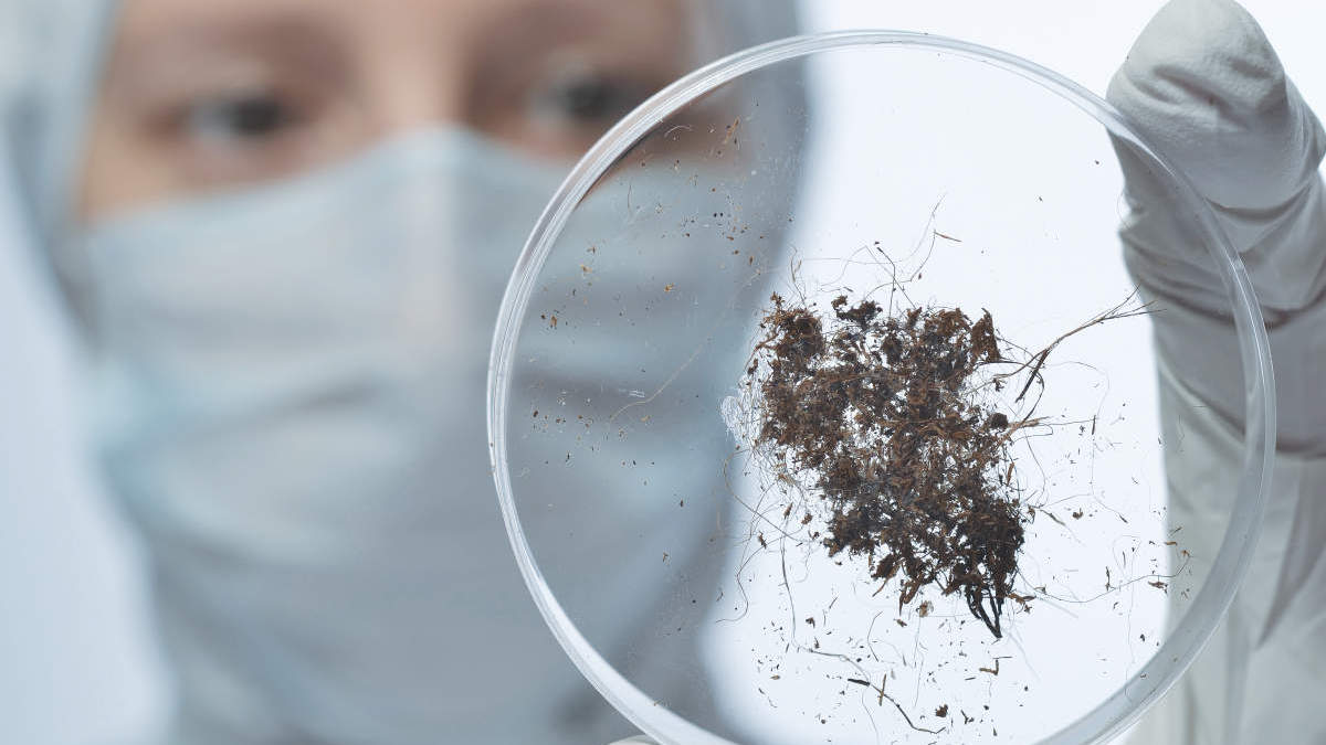 Dirt, Laboratory, Agriculture, Medical Sample, DNA, Microbiology, Scientist, Biochemistry, microbial DNA, bacteria and fungi, DNeasy, PowerSoil Pro kit, close up of scientist looking at soil sample in a petridish