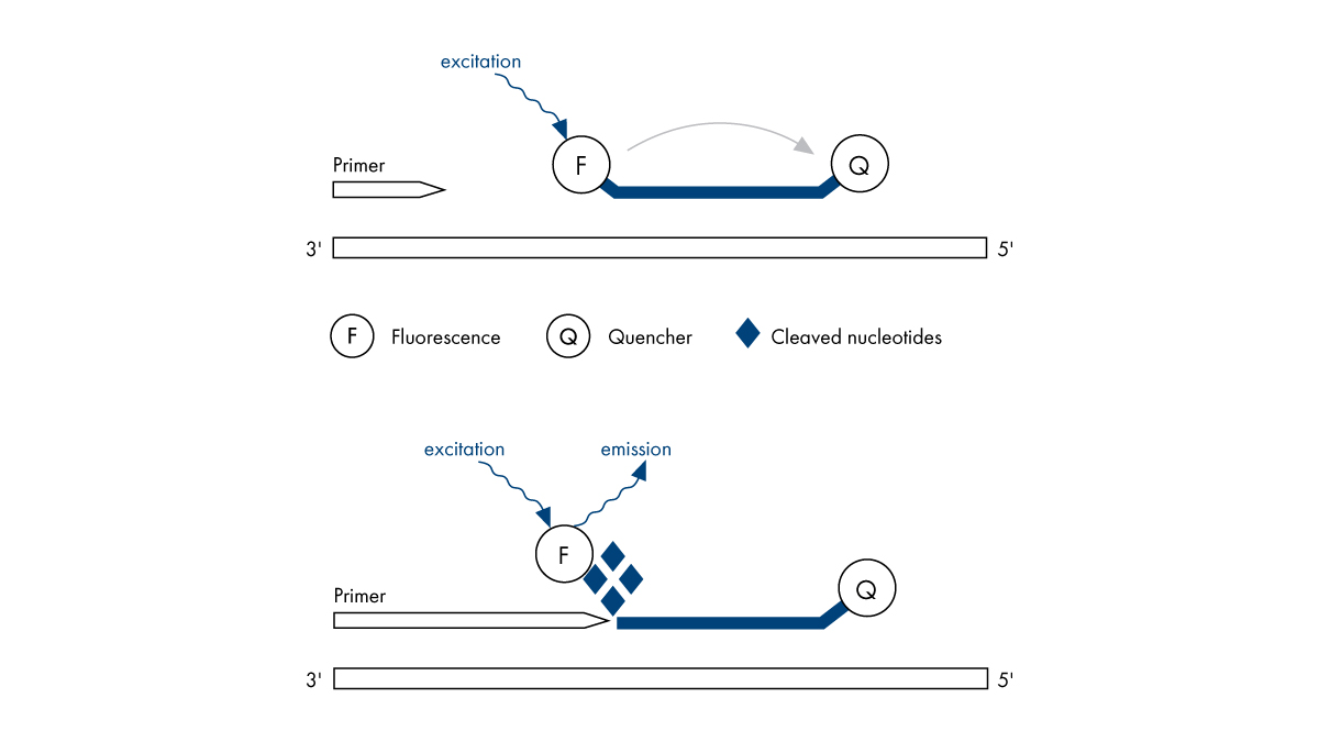 Fluorescence detection using primers/probes in digital PCR