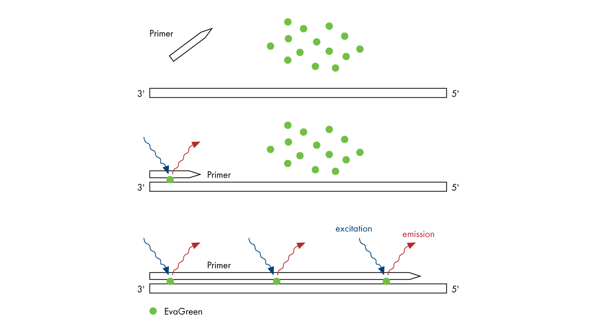 Fluorescence detection using DNA intercalating dyes in digital PCR