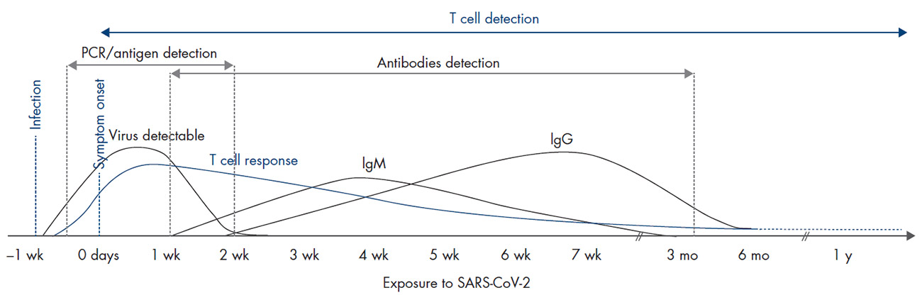 T cell detection is a new tool in the fight against COVID-19