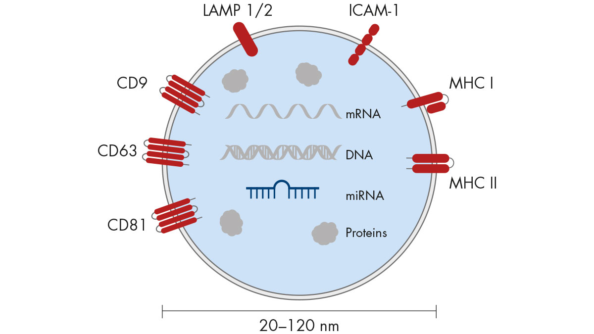 Real Time PCR