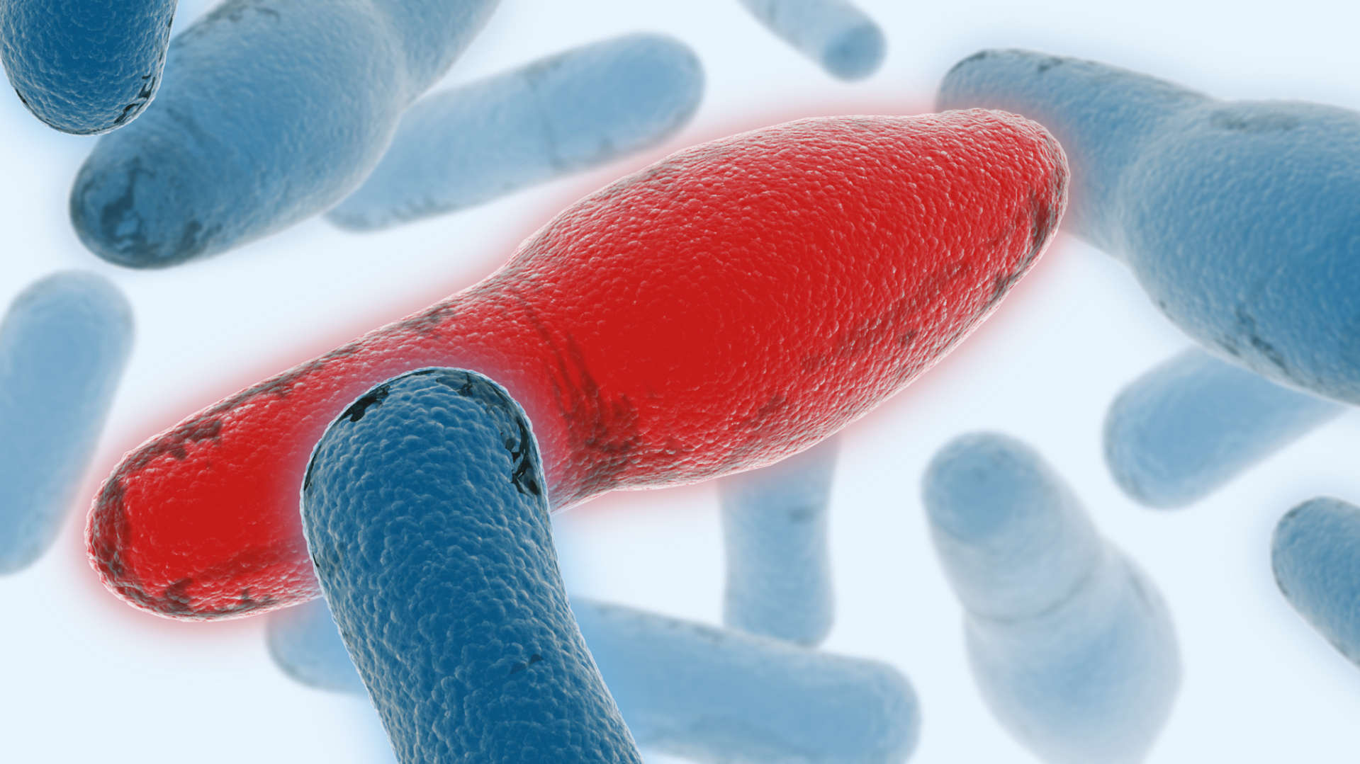 Microbial, Microbe, Microbiome, Microbiota, Microbial DNA qPCR, C. difficile, C diff, C. diff, Cdiff, clostridium, artus, QIAsymphony, QS-RGQ, Rotor-Gene Q, RGQ, QS AS, QIAsymphony AS, bacteria, HAI, healthcare-associated infections, infection, infectious disease, MDx, diagnostic, routine , (Illustration, 3D Illustration, MDx)