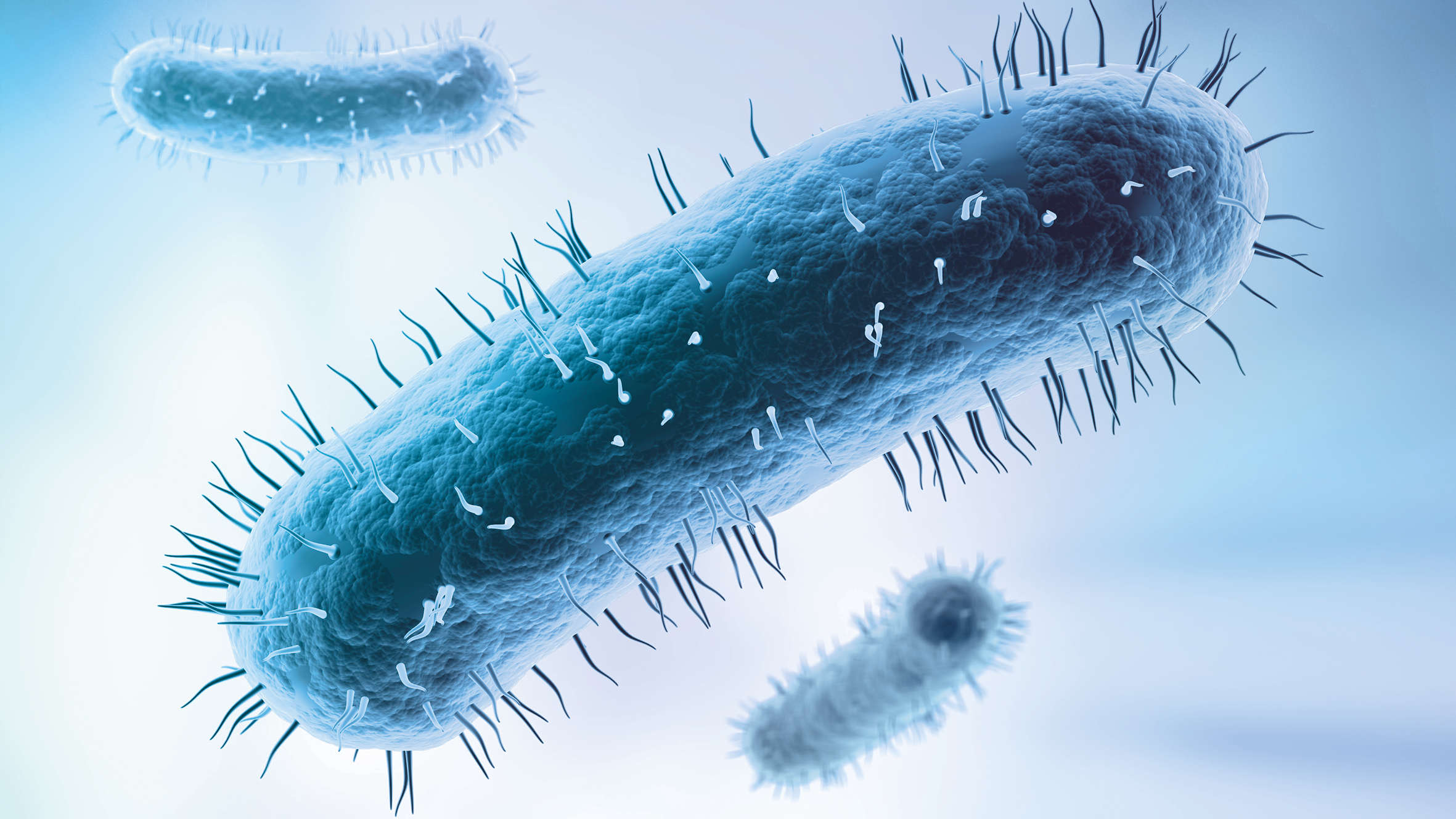 3D illustration of a e. Coli bacteria, microbiome, gut bacteria, gastro, microorganism, 05/2017 (General, Illustration, 3D Illustration, Life science, Download protected, From external databases)