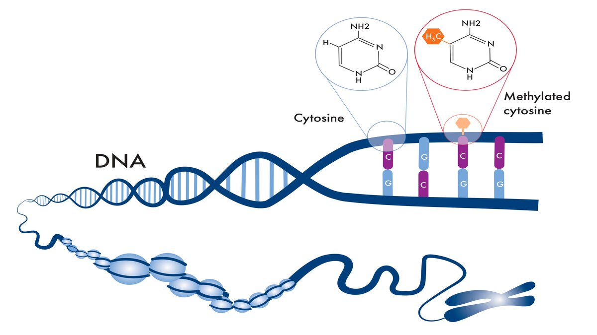 next gen sequencing Methylation epigenomics