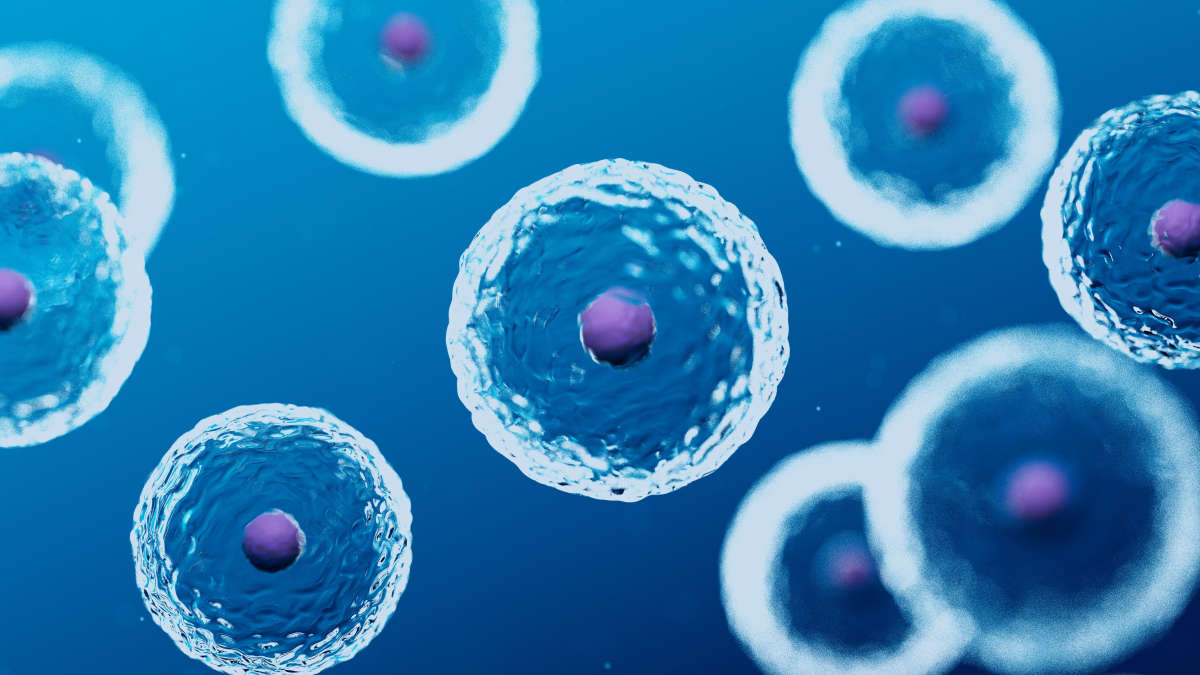 CAR T cell immunotherapy, chimeric antigen receptor T cell immunotherapy