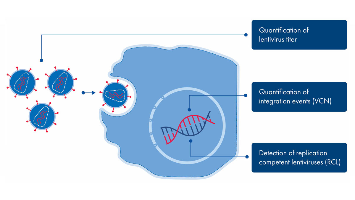Lentivirus infographic