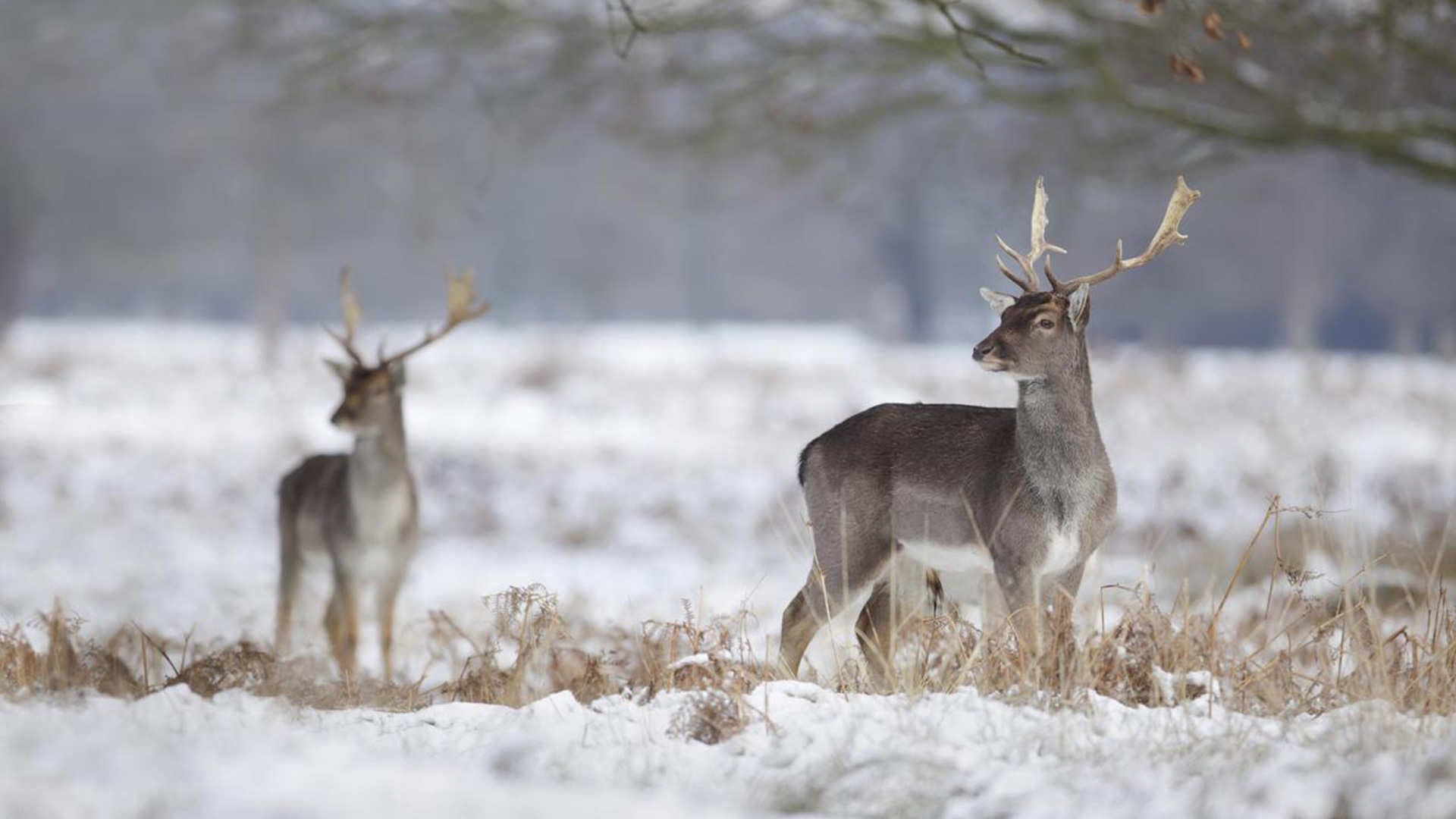 Deer antlers serve as in vitro model for rapid bone regeneration studies