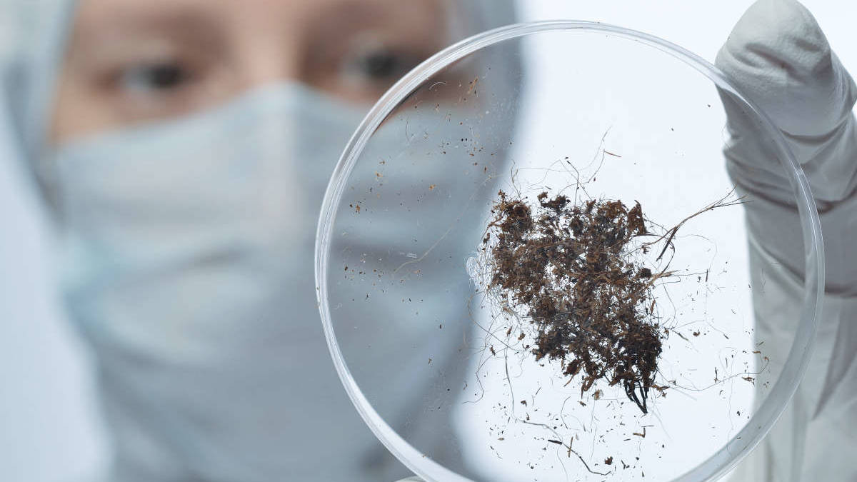 Close up of scientist looking at soil sample in a petridish