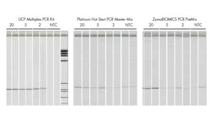 16S sequences from 20, 5 and 2 E. coli genome equivalents were amplified.