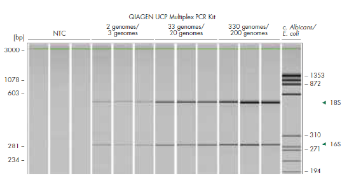 PCR reactions of 38 cycles with a total run time of 65 minutes were run