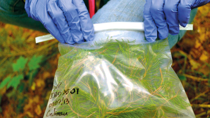 Isabelle Laforest-Lapointe research