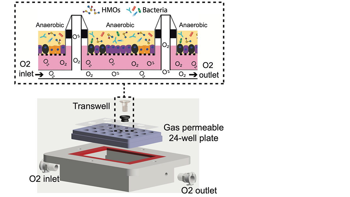 co-culture organoid system