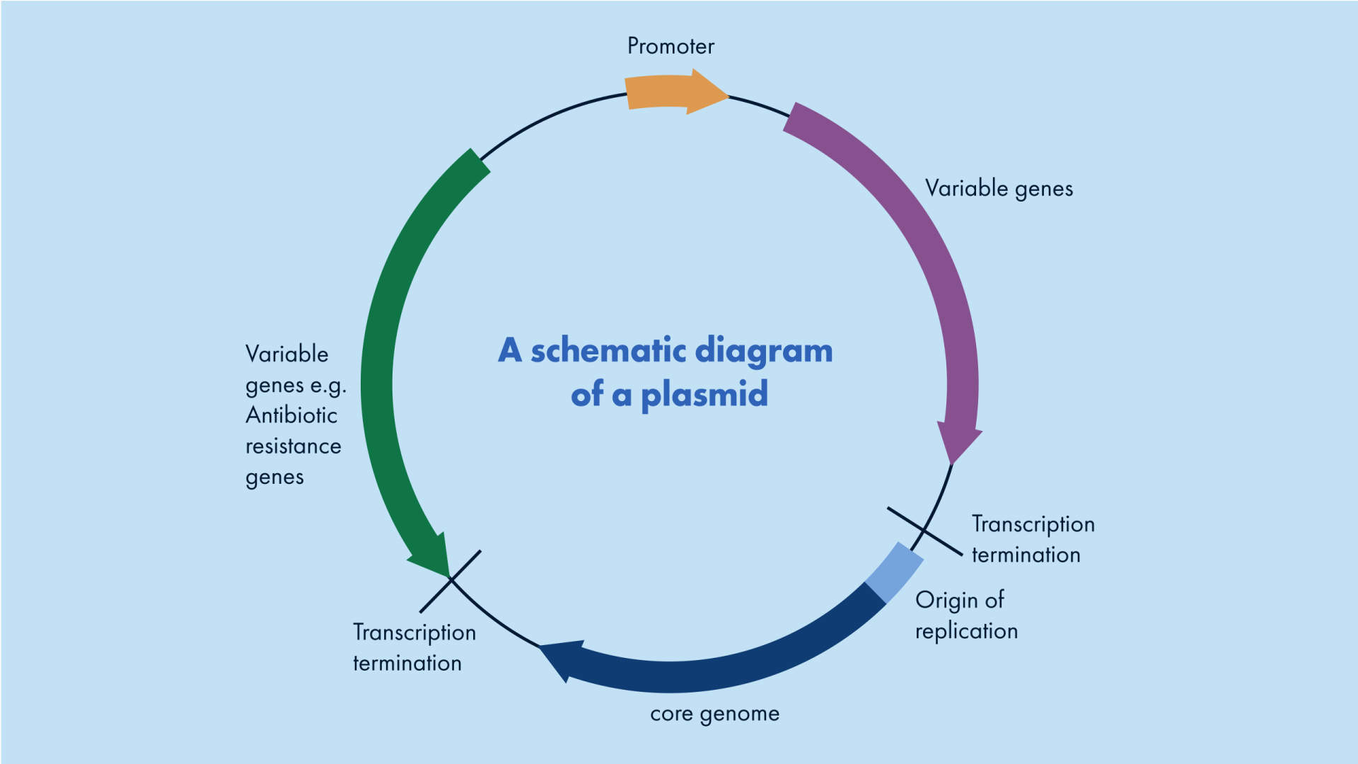 Plasmid schematic diagram