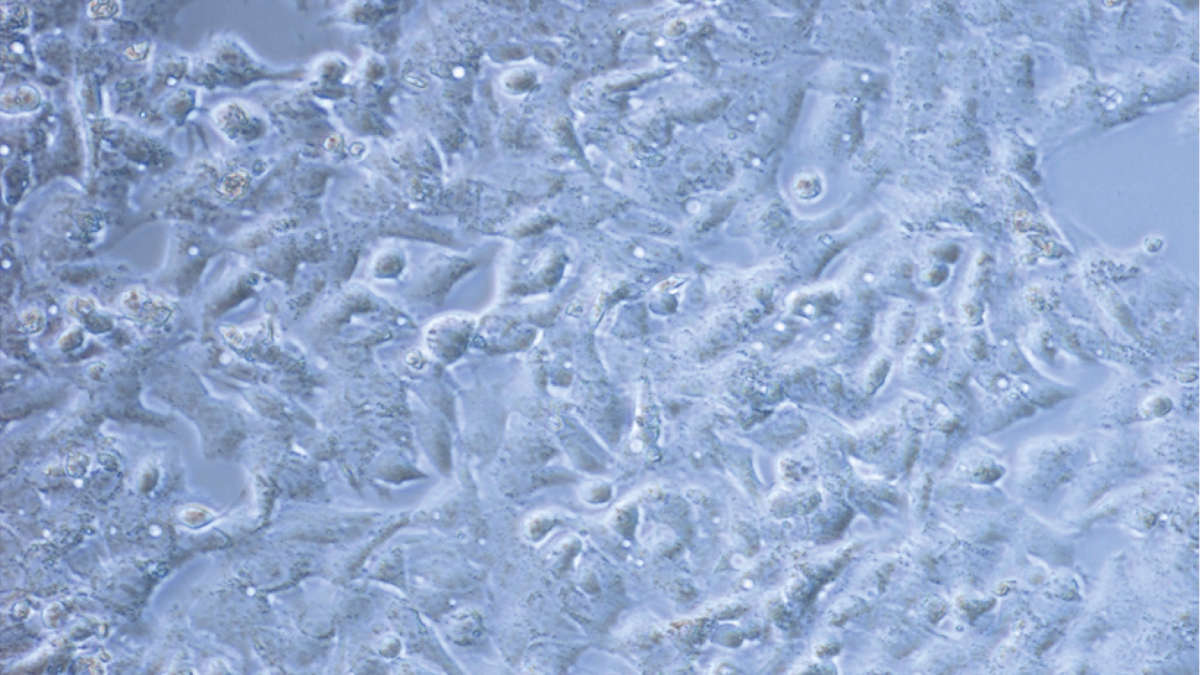 Molecular benchguide
