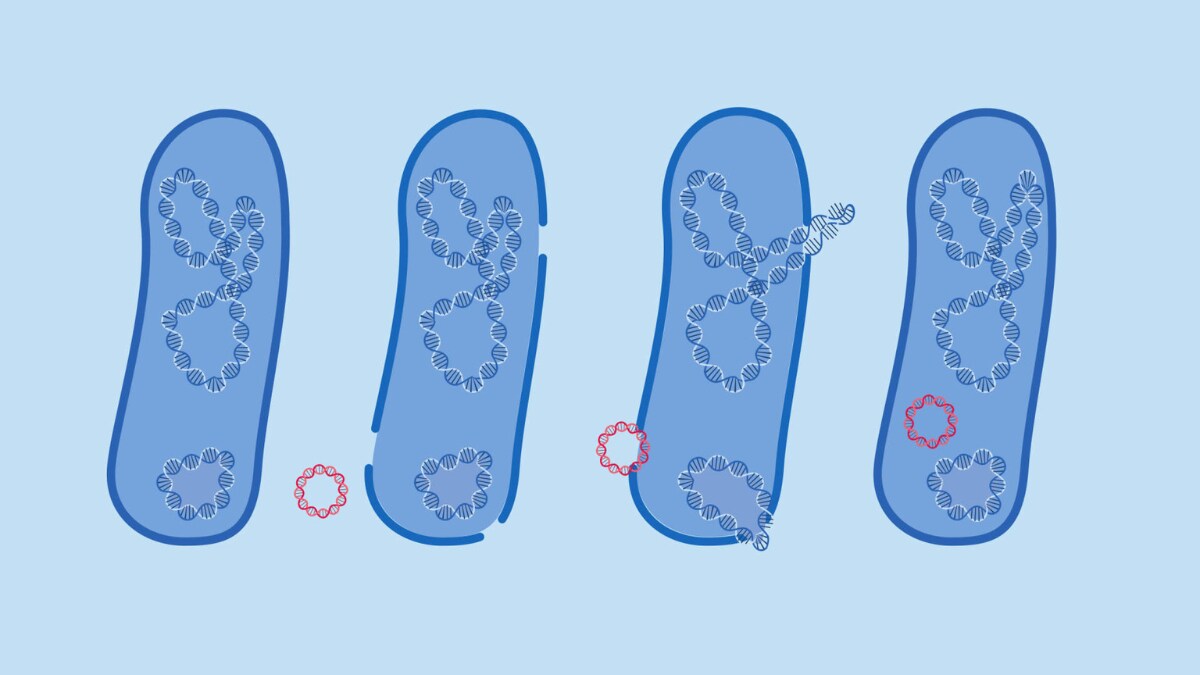 benchguide, plasmid, enter cell