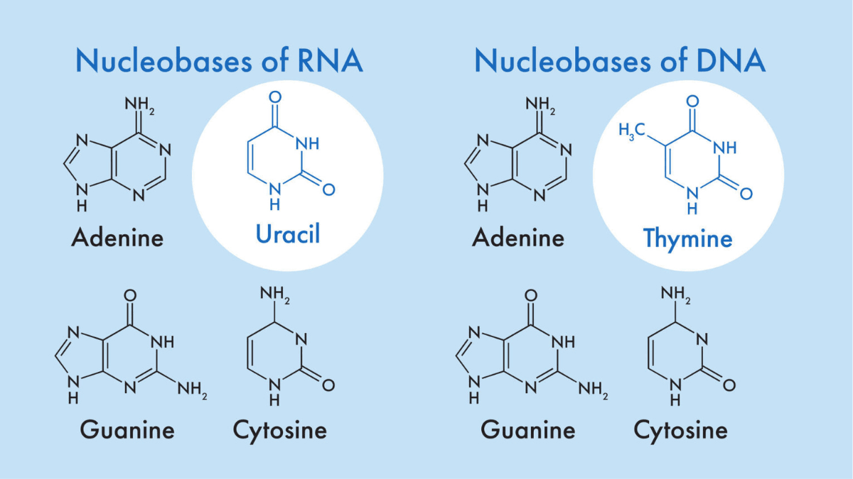 Illustration showing the nucleobase difference between RNA and DNA