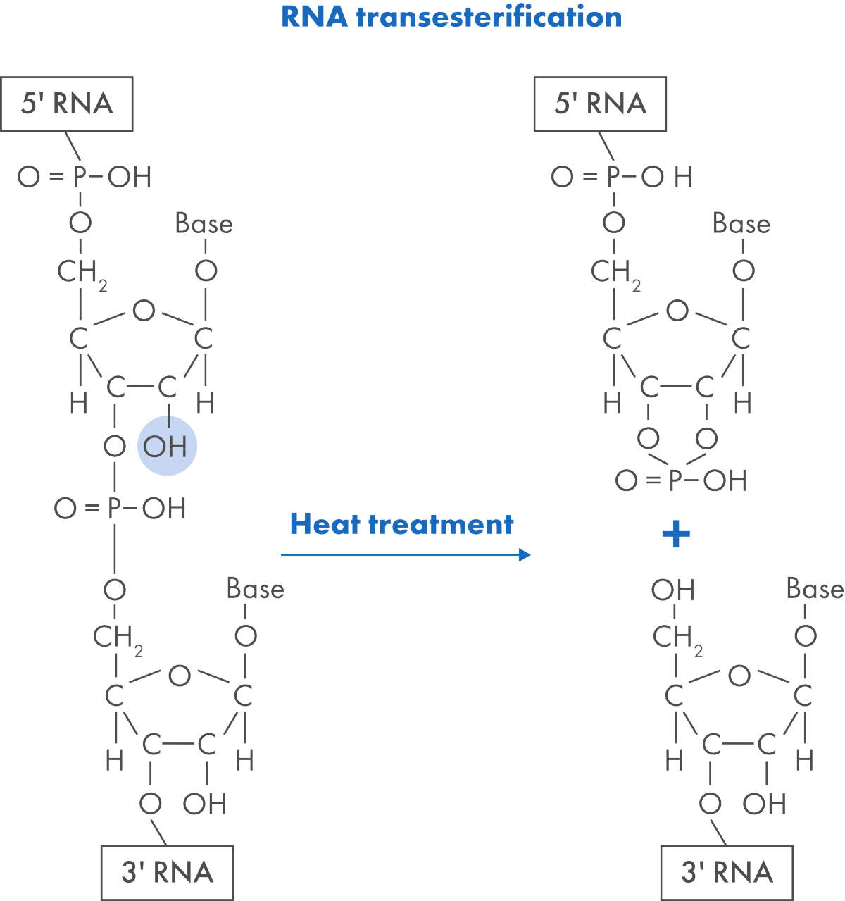Chemical reaction showing the heat-induced degradation of RNA via transesterification