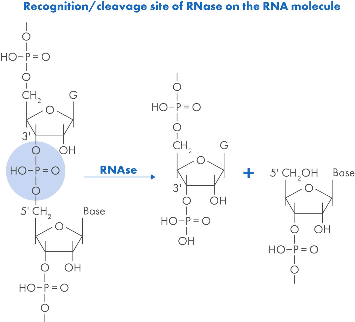 Chemical reaction showing the activity of RNase in attacking the phosphodiester bond on RNA