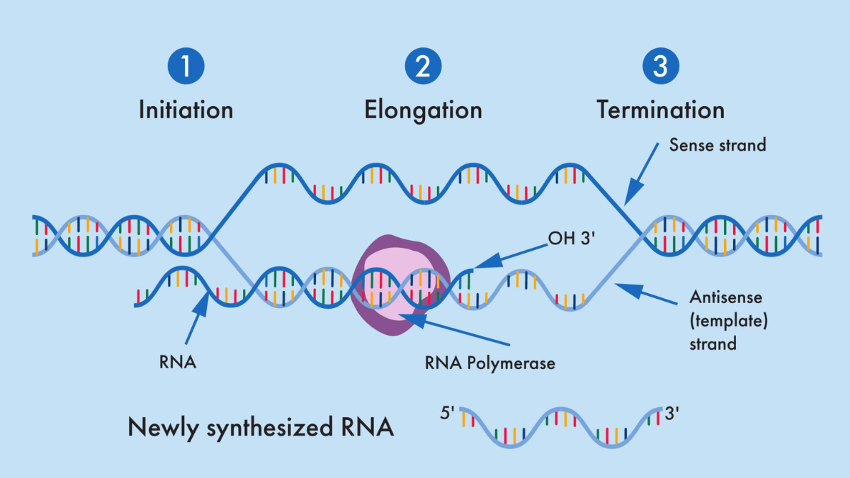 Illustration showing the process of transcription