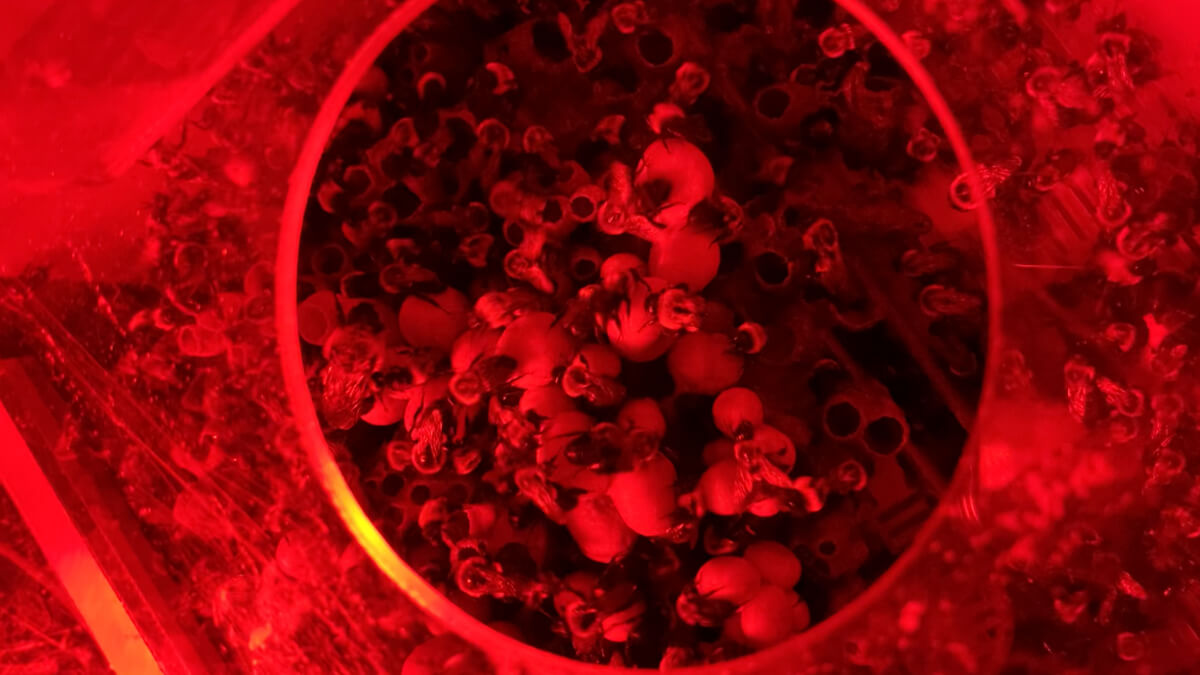 Bees in the laboratory