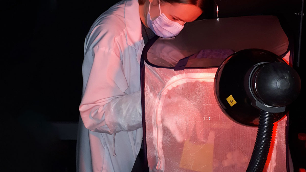 Scientist working with bees