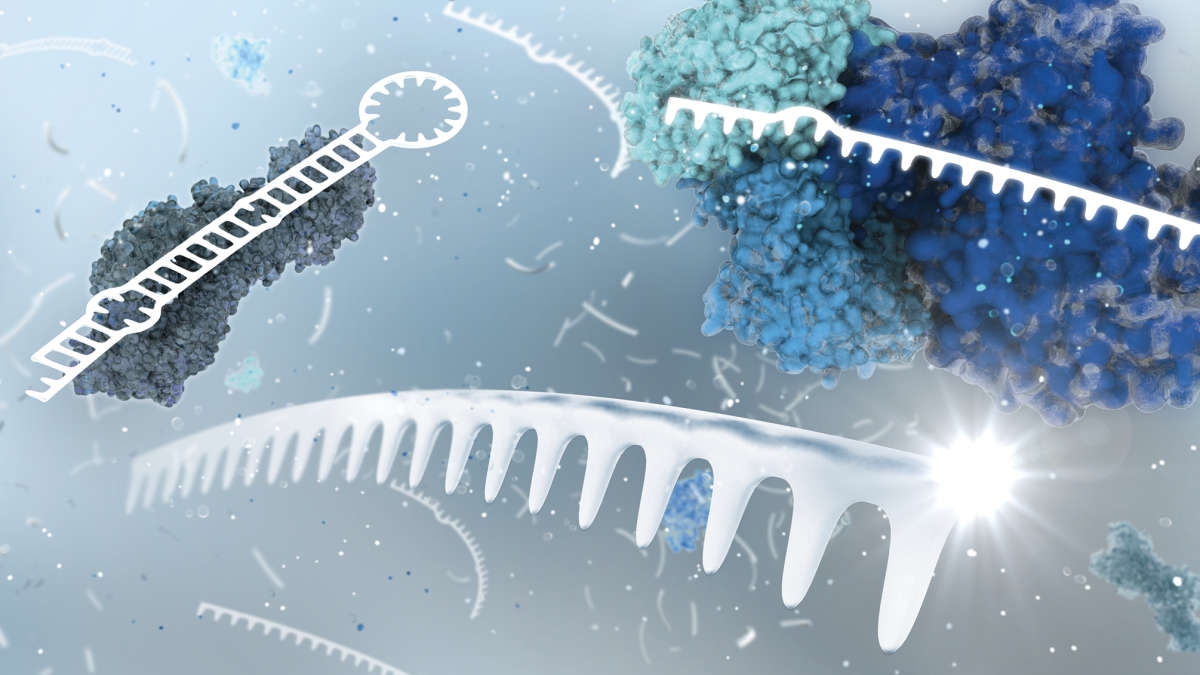 miRNA, microRNA, ribosome