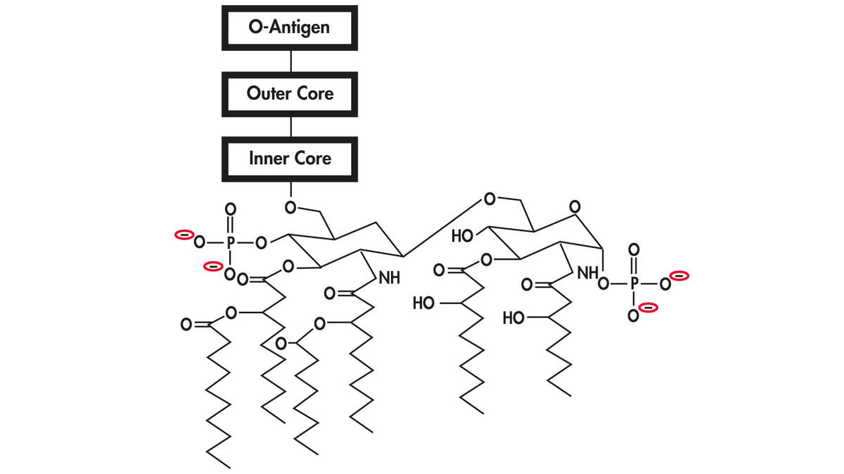 Endotoxin, Illustration