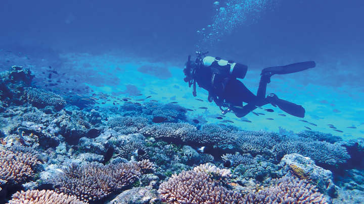 Herostory Bry Wilson, DNA, Coral, DNA Extraction, Hero, Brain, Marine, sample prep, genomics, scuba diver.