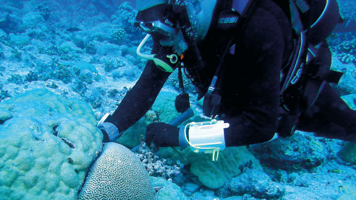 Bry Wilson collects coral samples underwater