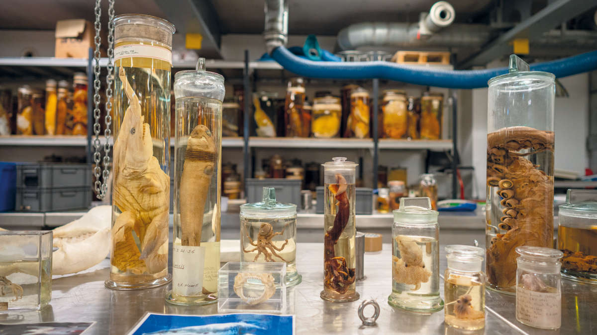 Discovery of new species, NHM