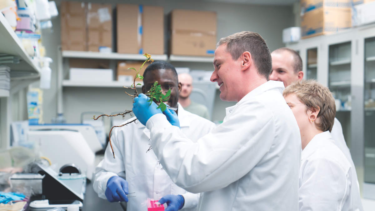 Francisco Dini-Andreote, maize leaves visualization